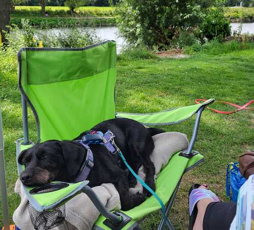 Hund in Campingstuhl